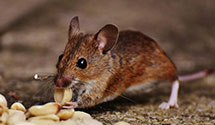 24 Hour & Emergency Exterminators in Franklin Lks, NJ